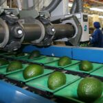ProHass-2023_Palta-Hass-2