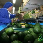 ProHass-2023_Palta-Hass-3