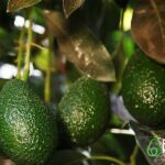 palta