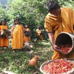 1131573-programa_bosques_cosecha