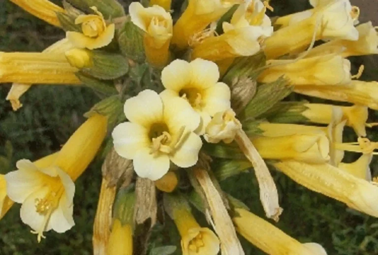 FloresMedioAmbienteEspeciesNacionales