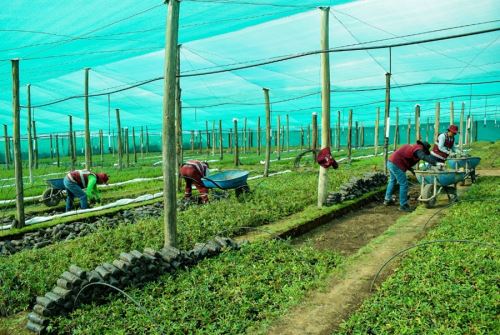 PlantaciónÁrbolesMedioAmbienteCusco