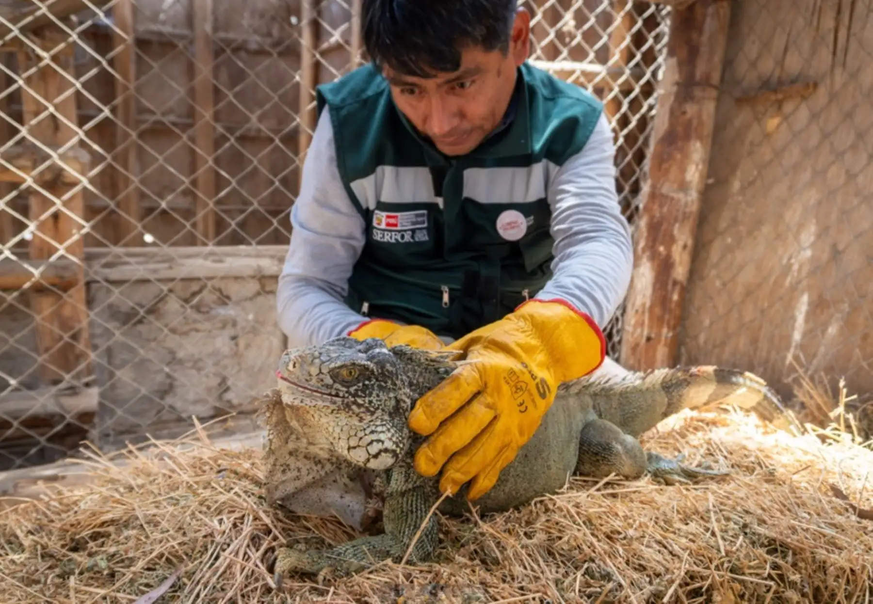 SERFORIguanaAnimalFaunaMedioAmbiente