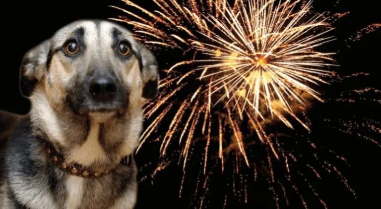 Se acercan las fiestas de Fin de Año: ¿Cómo proteger a tu mascota de la pirotecnia?