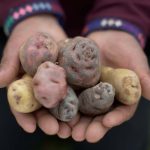 Gobierno presenta reglamento para promover la industrialización de la papa