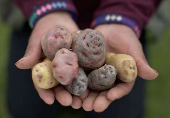 Gobierno presenta reglamento para promover la industrialización de la papa