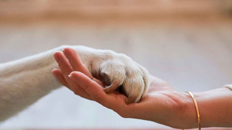 duelo-por-una-mascota-