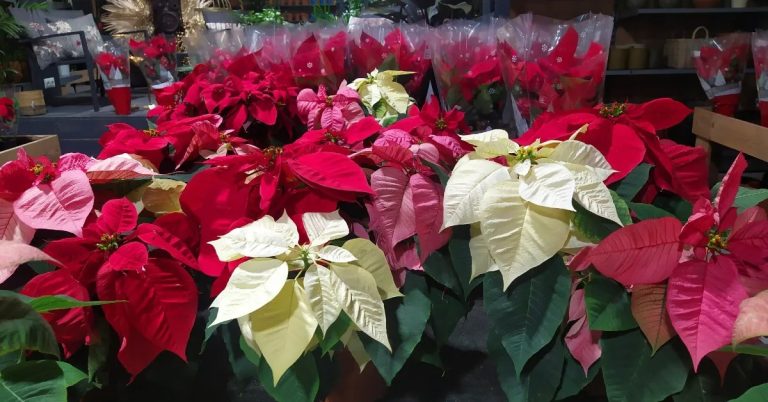 WhatsApp Image 2025-12-13 at 4.21.56 PM