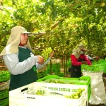 UvaExportacionEconomia