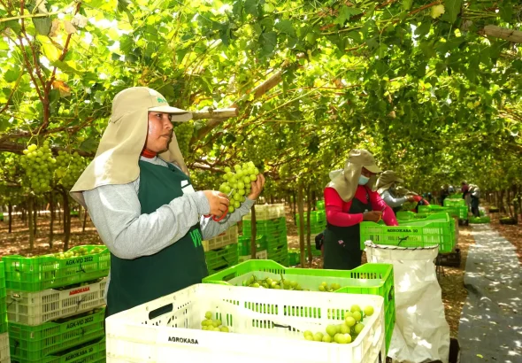 UvaExportacionEconomia