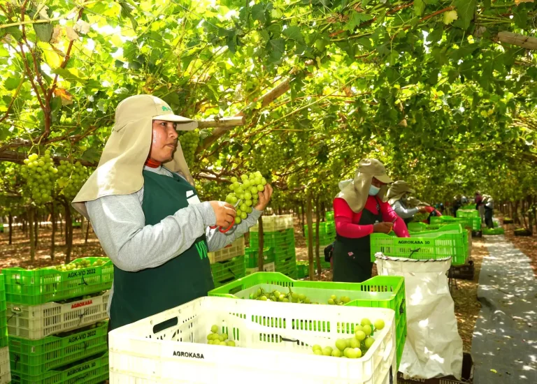 UvaExportacionEconomia