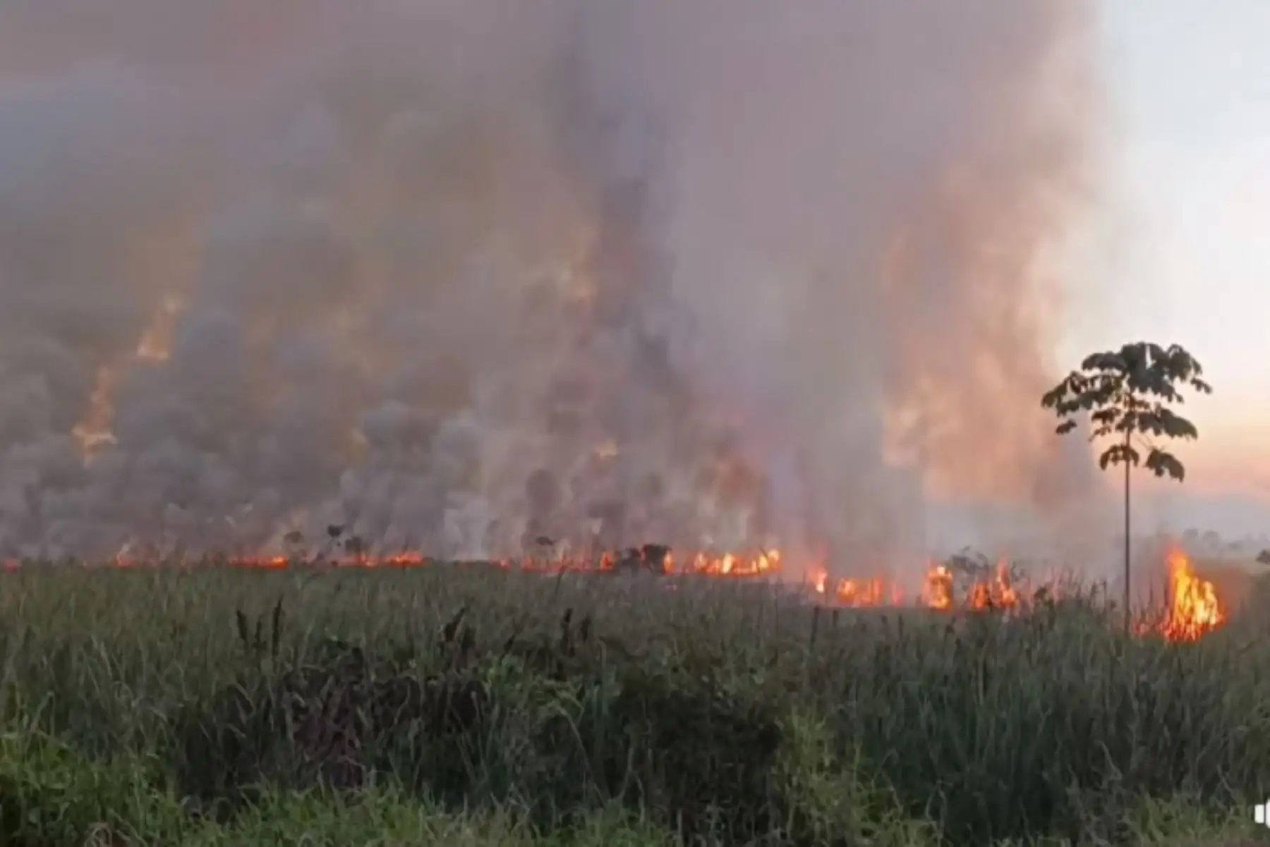 Amazoníaincendiosforestales