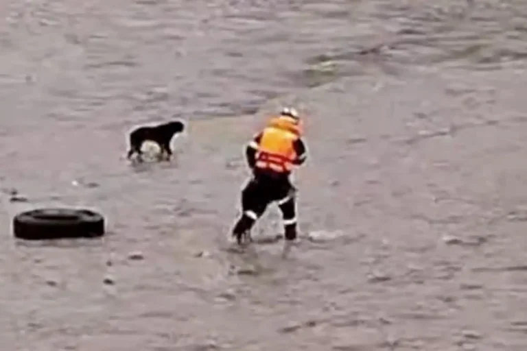 busquedapoliciarimac