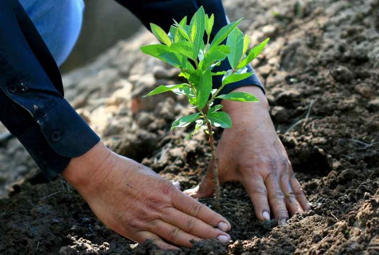 replantacionregionalesmedioambiente